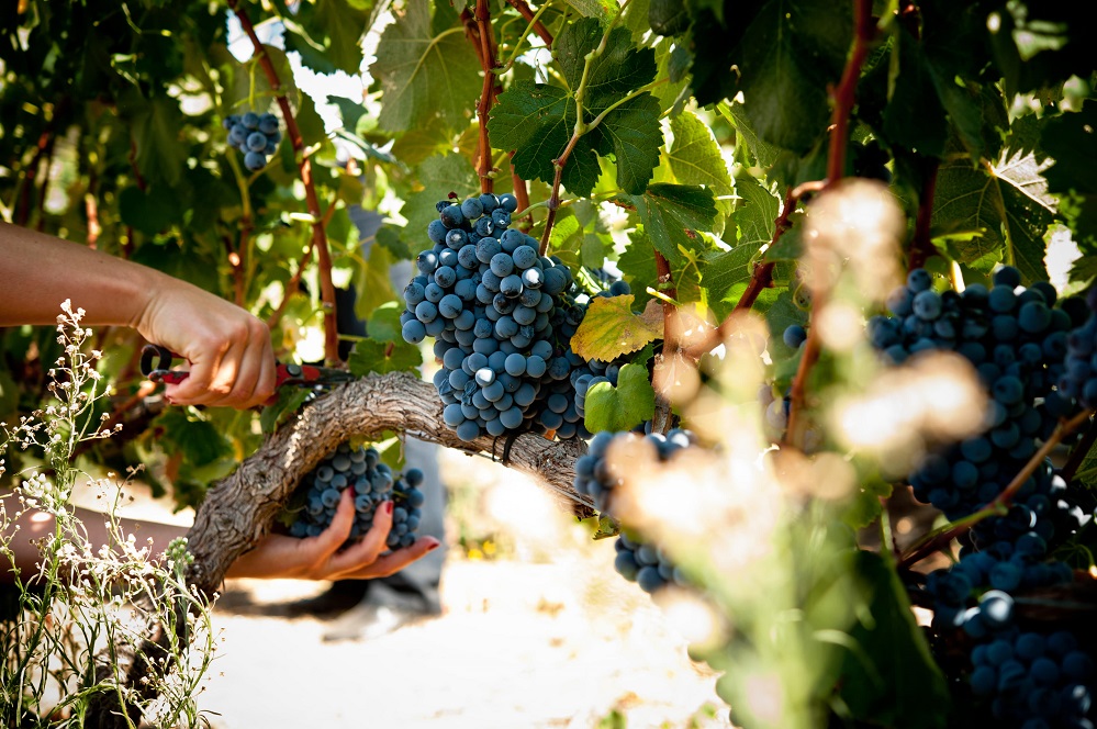 cheap countries to visit in September Portugal's grape harvest season in September