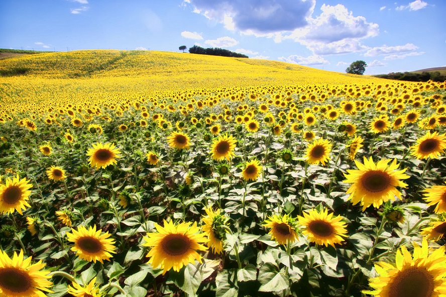 Sunflowers in Italy in August