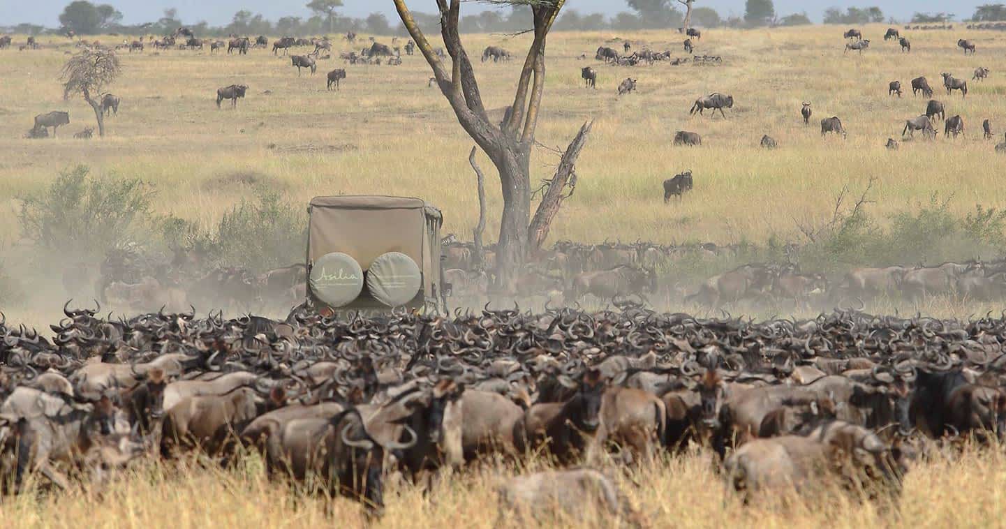 The Great Migration in African countries in September