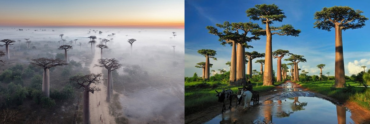 The Madagascan wildlife will give you many memorable experiences