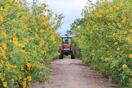 Da Lat weather in September: Temperature, activities & more