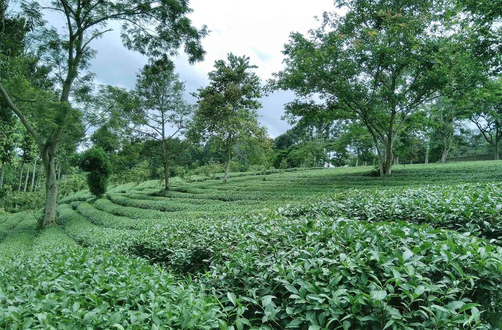 Đồi chè Lâm viên Mỹ Lệ - điểm du lịch 3 ngày 2 đêm gần Sài Gòn