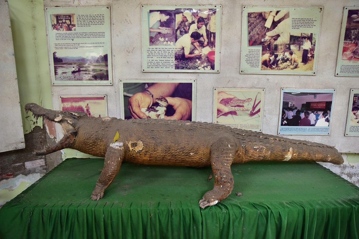 làng cá sấu Hoa Cà