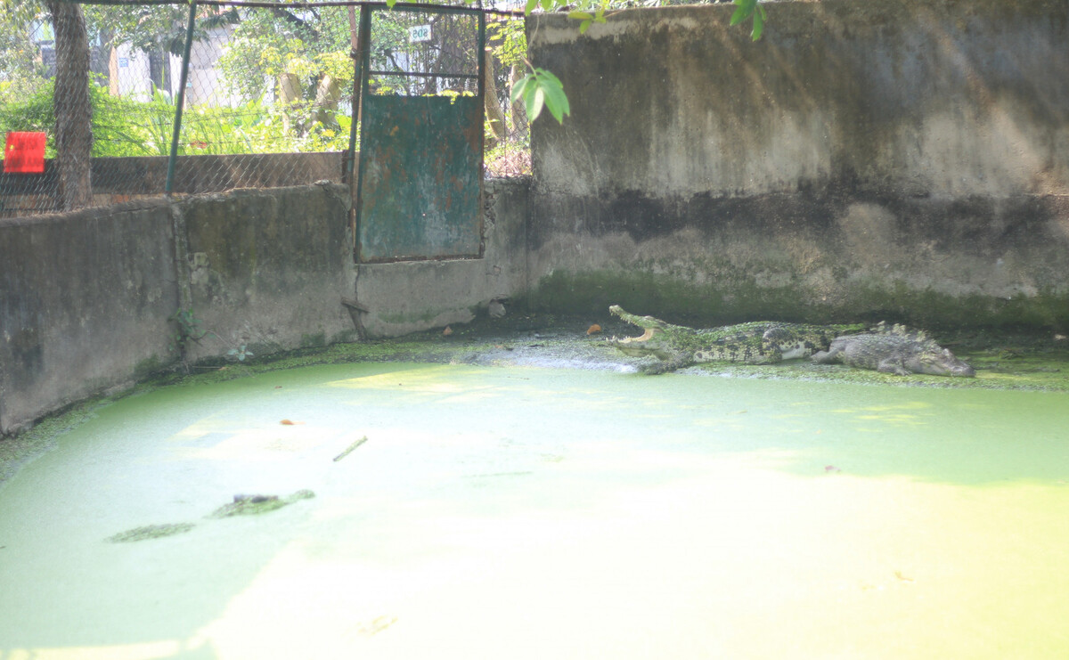 làng cá sấu Quận 12