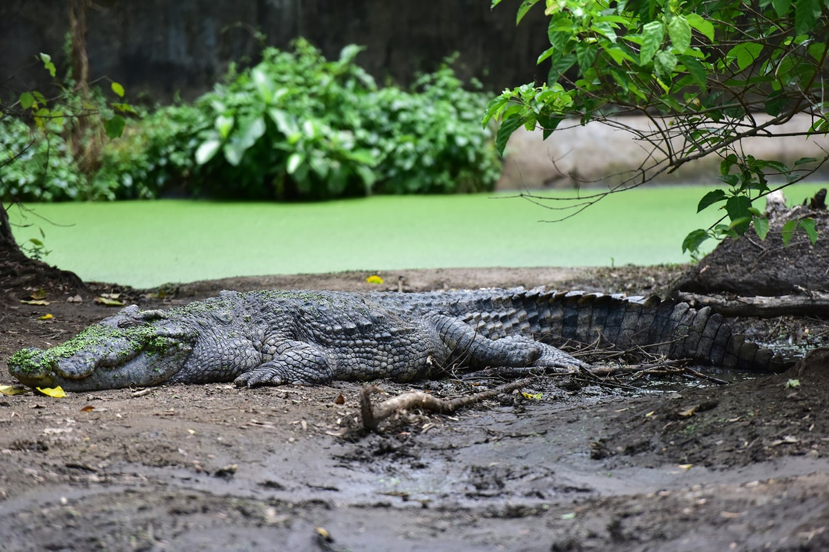 làng cá sấu Sài Gòn nằm ở phường nào