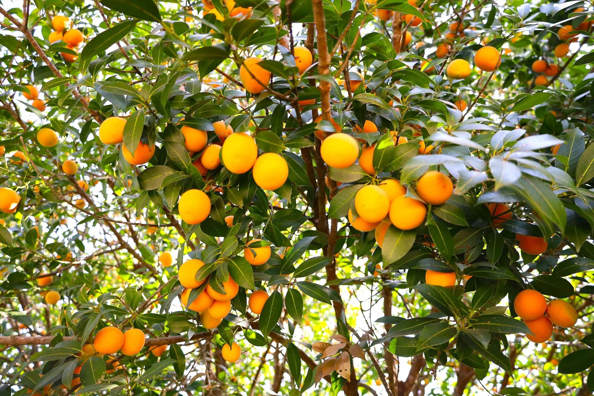 Miệt vườn Cù lao Tân Quy