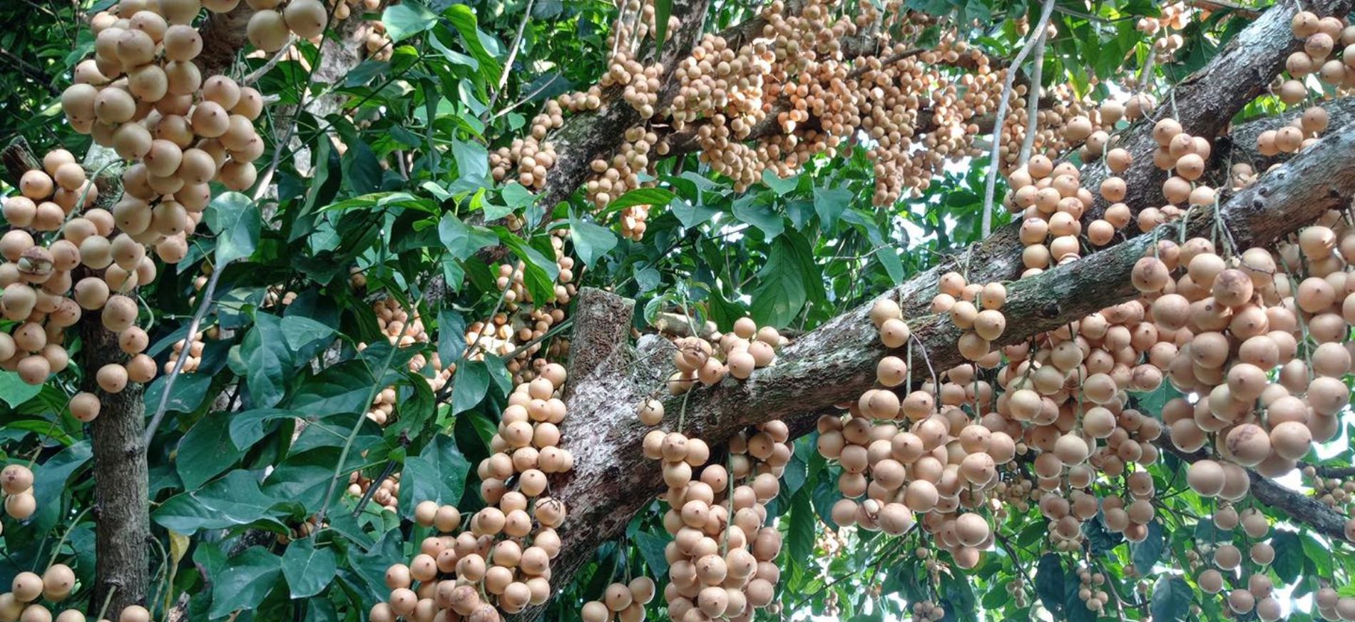 Vườn trái cây gần Sài Gòn