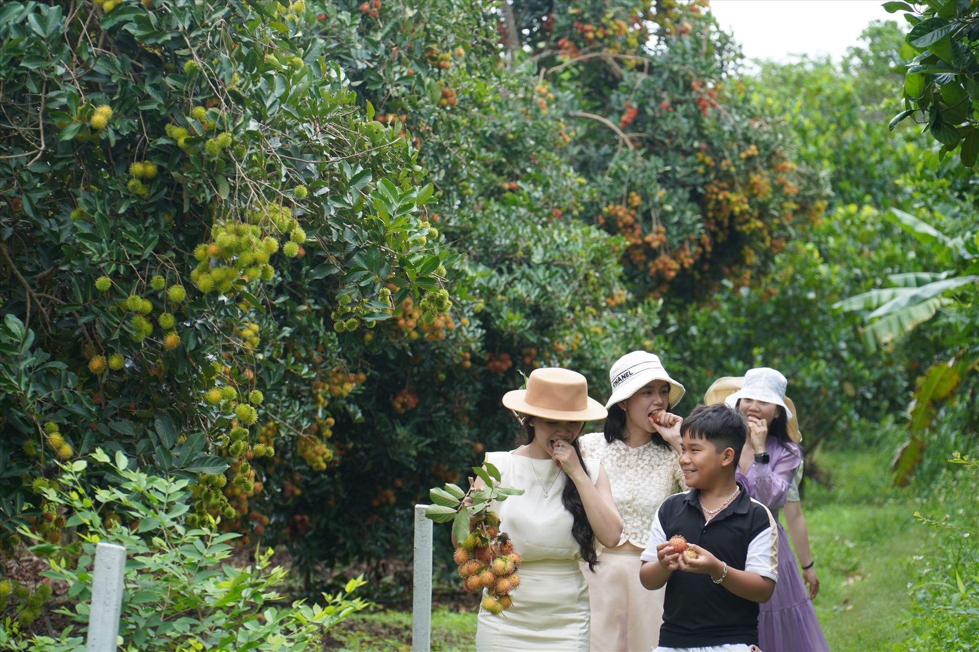 Vườn trái cây ở gần Sài Gòn Long Khánh Đồng Nai