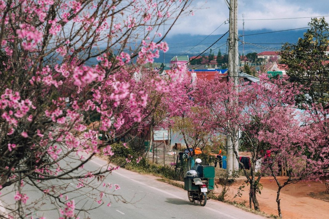 Da Lat weather in February Da Lat weather in February promises breathtaking floral landscapes