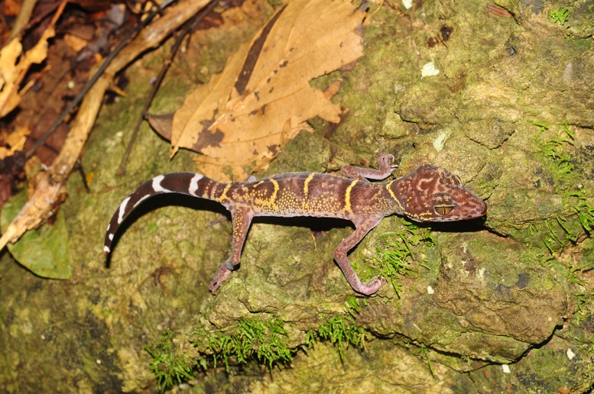 Ha Long Bay’s biodiversity