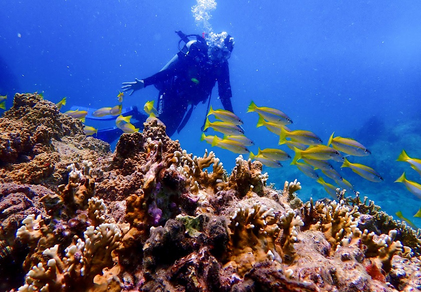 snorkeling in Vietnam If you visit Quang Ninh, make sure you try out snorkeling in Vietnam