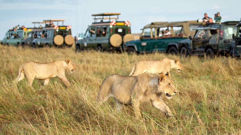 Tanzania is one of the best countries to visit in January for safaris