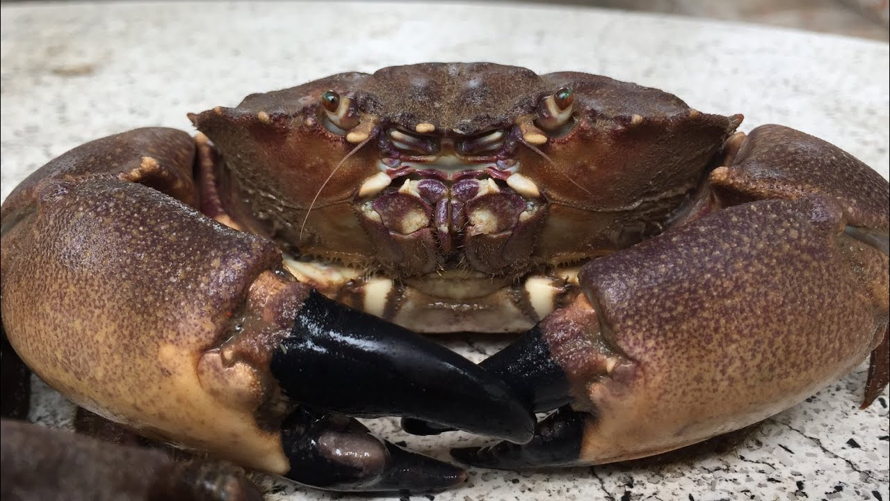 Bún cù kỳ Con cù kỳ