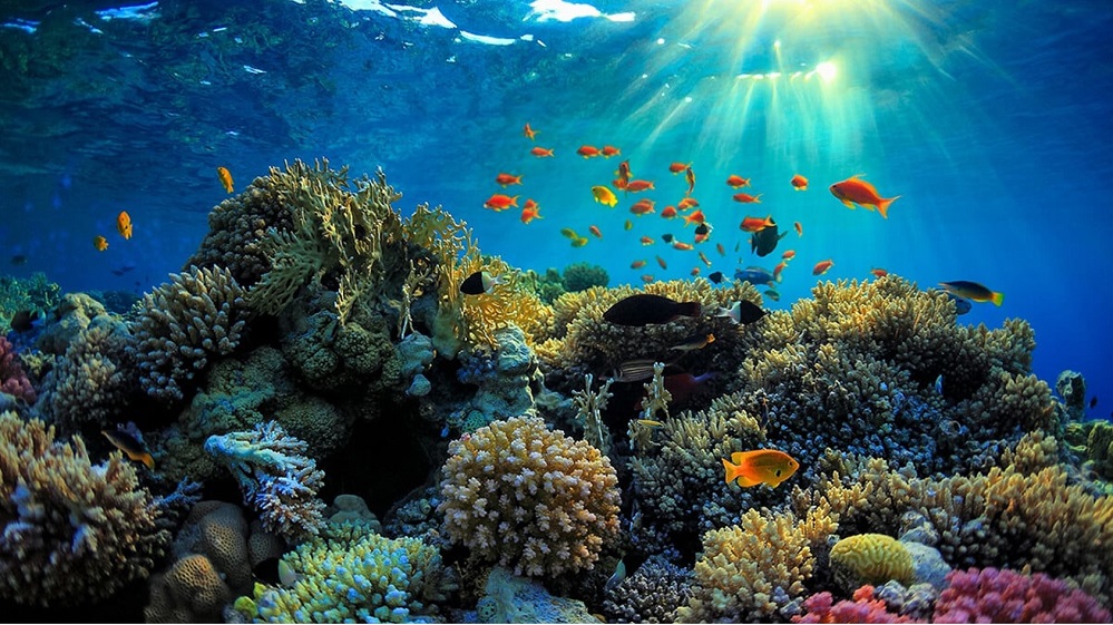 diverse coral ecosystems in Phu Quoc