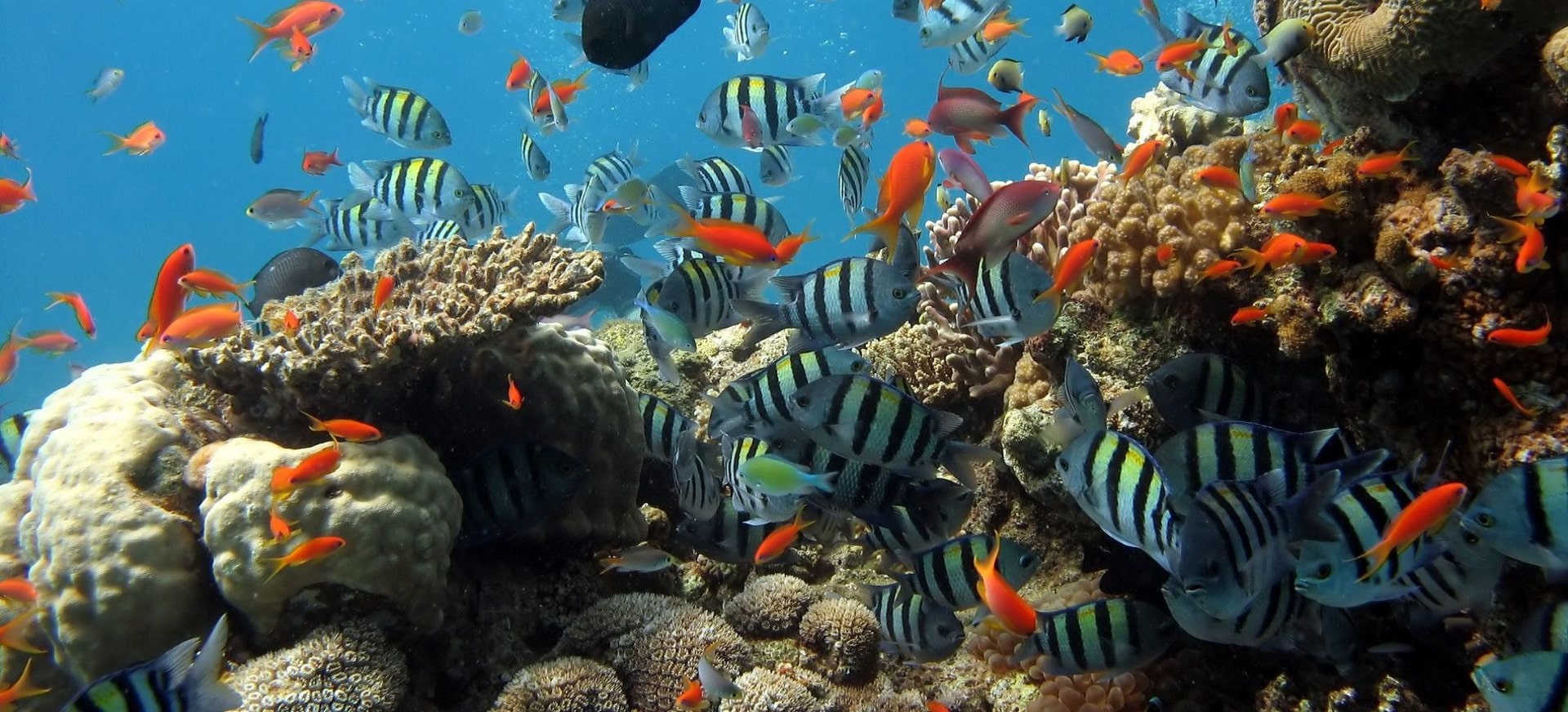 Lặn biển Cù Lao Chàm