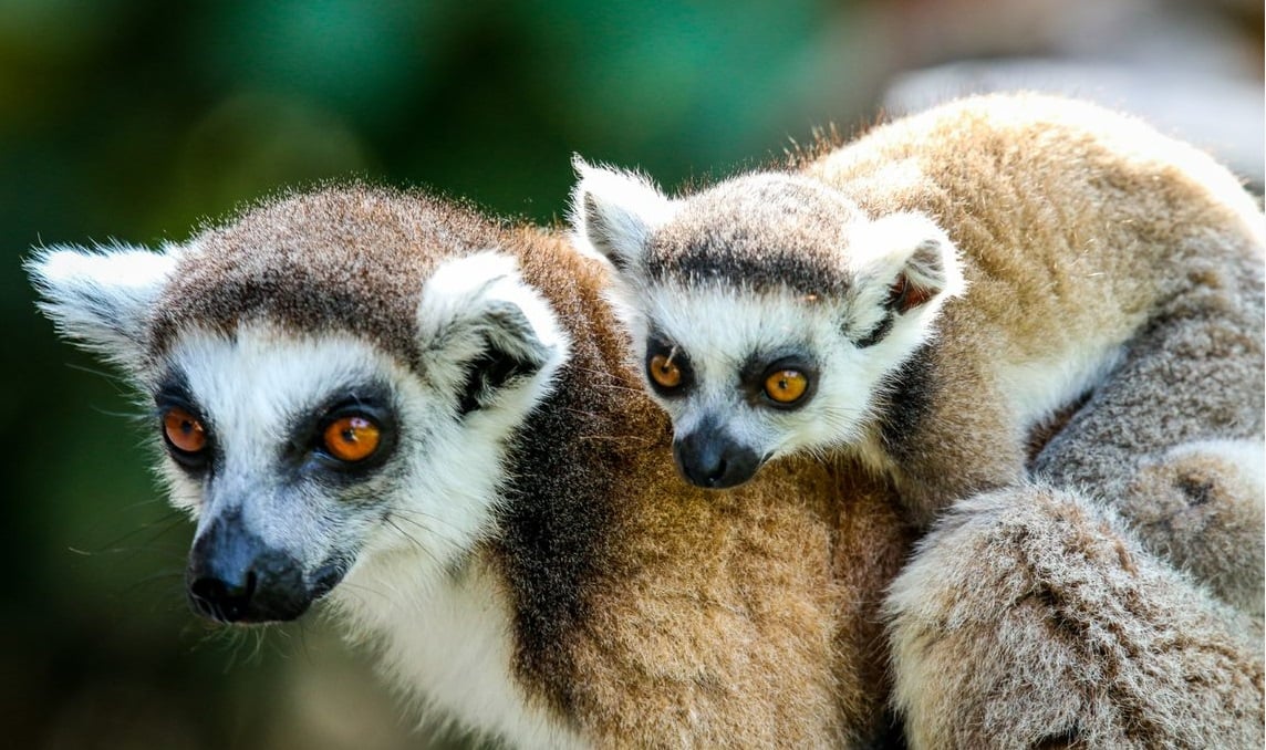 Vượn cáo đuôi khoang