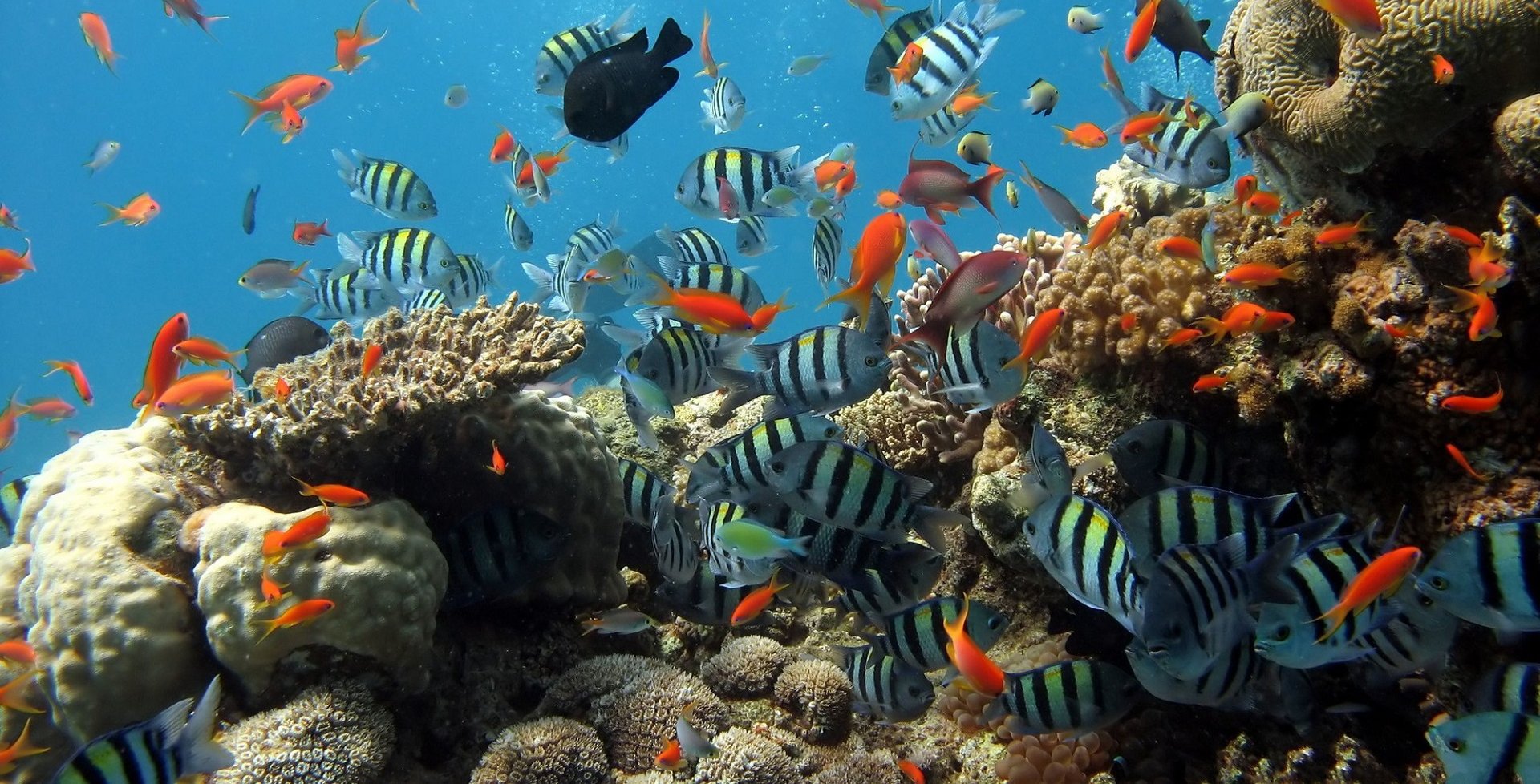 Scuba diving in Phu Quoc