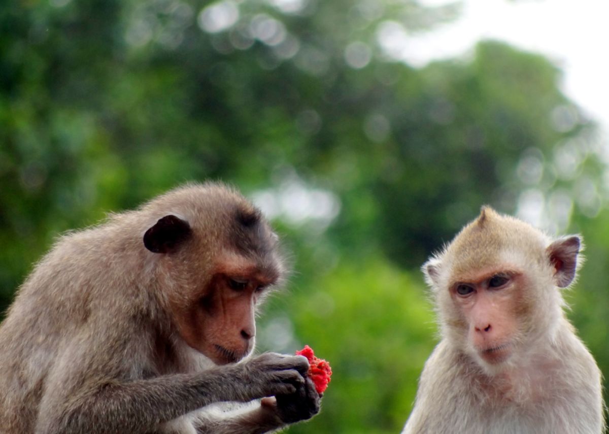 Hệ động thực vật ở đảo Ba Mùn