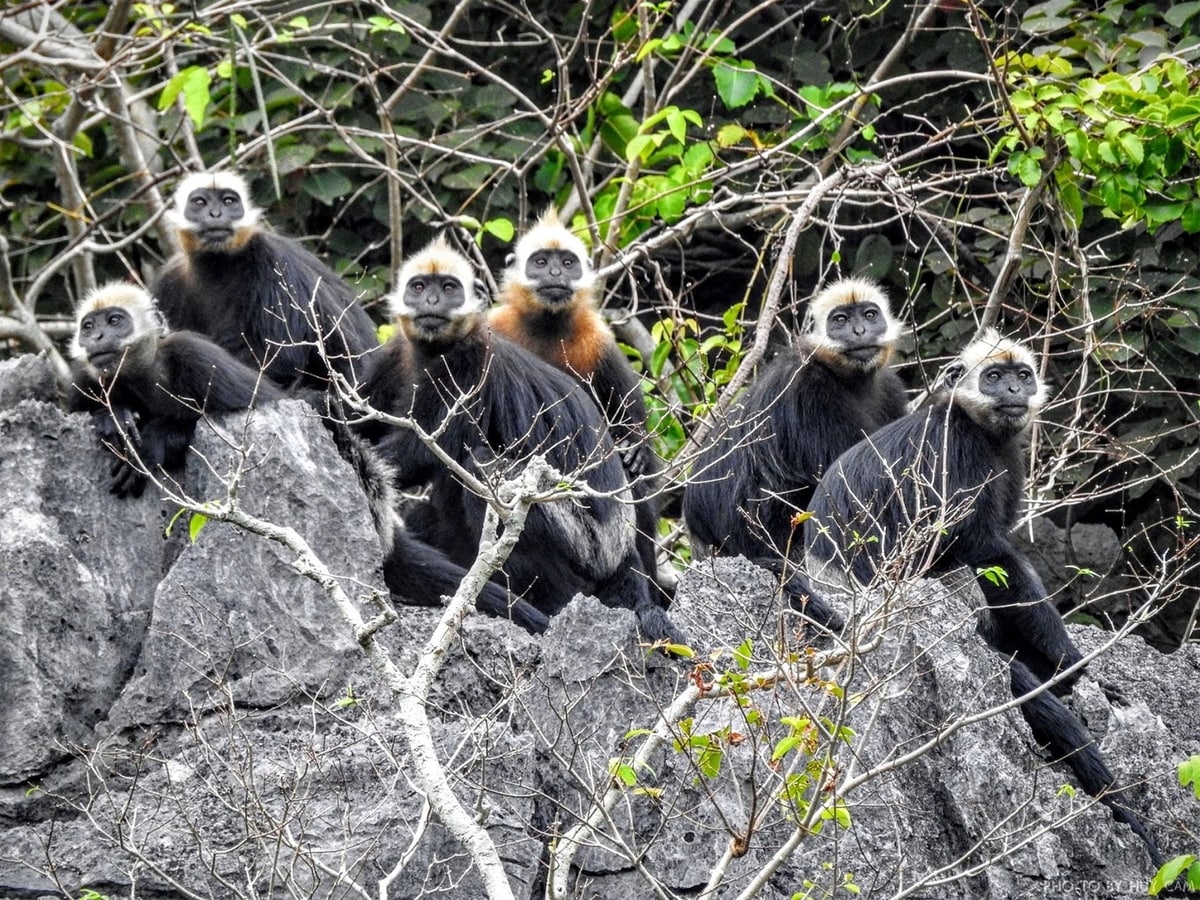 hệ sinh thái đảo Cát Bà