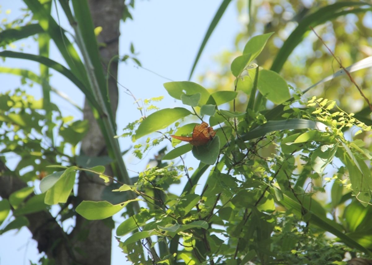 Thiên nhiên hoang sơ trên đảo