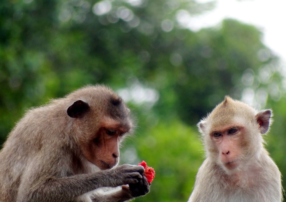Ba Mun Island Ba Mun Island fauna biodiversity