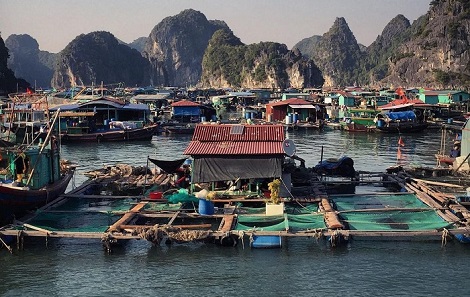 Cai Beo Floating Village, Cat Ba: A timeless fishing legacy