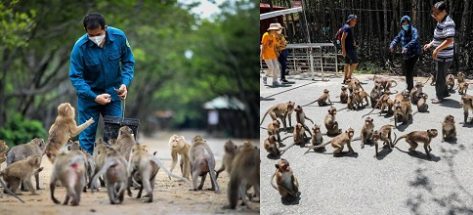 Đảo Khỉ Cần Giờ có gì hay? Hướng dẫn khám phá từ A-Z