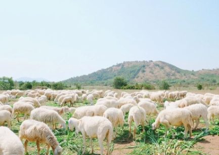 Đồi cừu Suối Nghệ: Điểm sống ảo “chất lừ” ở Vũng Tàu