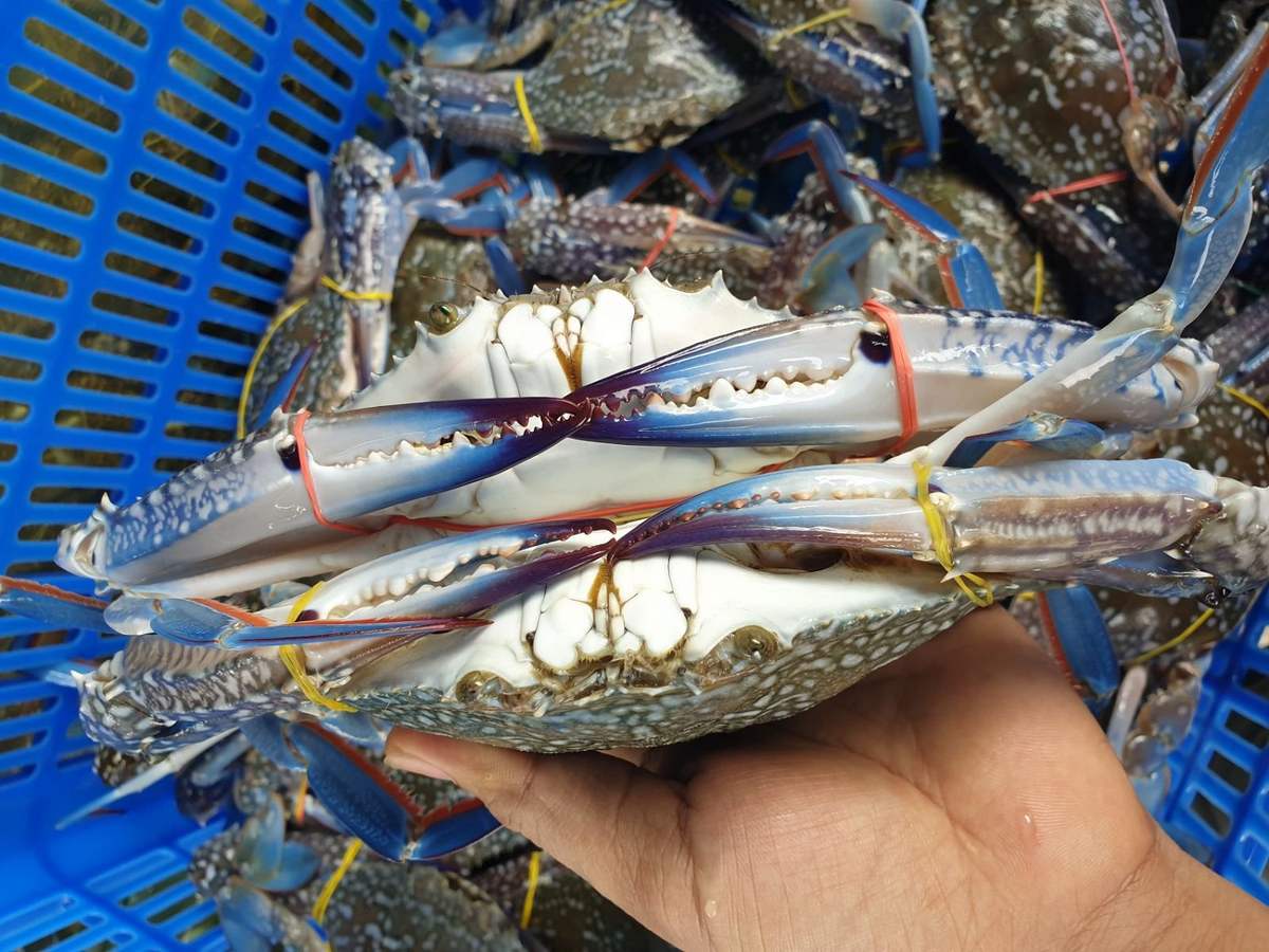 Kinh nghiệm chọn mua hải sản tươi