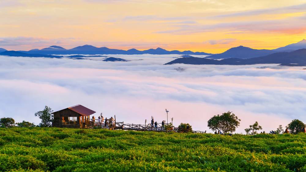 Cau Dat Farm is one of the best Da Lat attraction