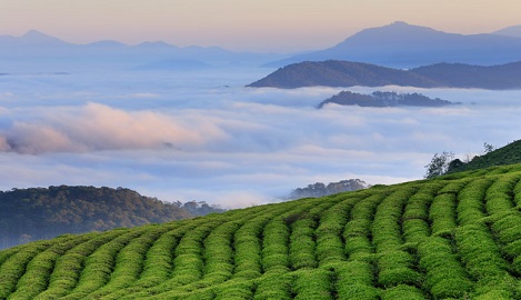 Cau Dat Tea Hill (Da Lat): A serene escape amidst lush greenery