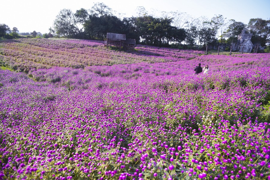 Long Bien Flower Farm in Hanoi