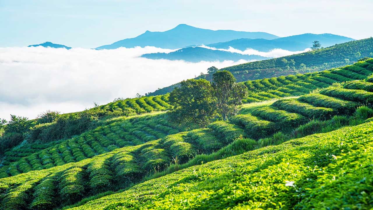 Savor the unique flavor of Cau Dat green tea