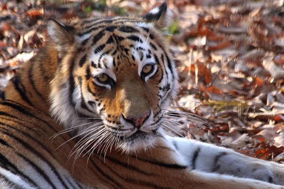 facts about Asia Wild tigers only live in Asia