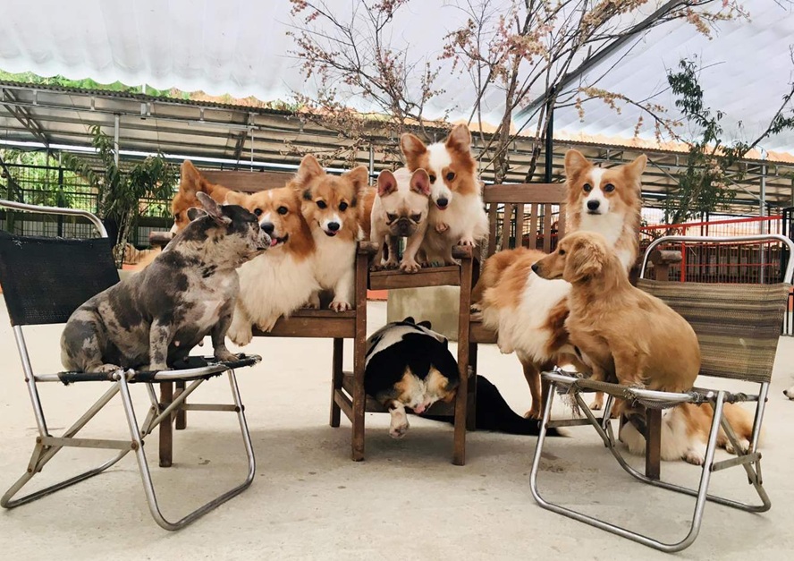 play with puppies in Puppy Farm Da Lat