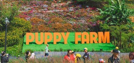 Puppy Farm Da Lat: Your go-to guide for a fluffy day