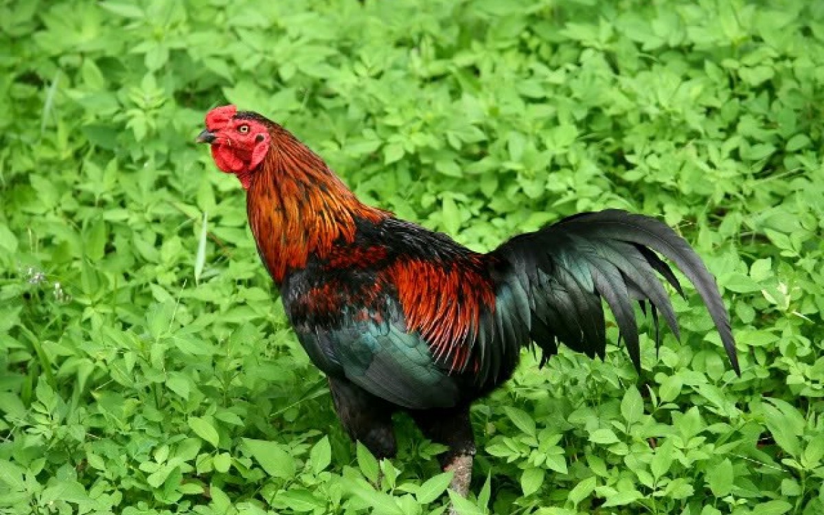 Hill chicken in Tien Yen is raised naturally and free range