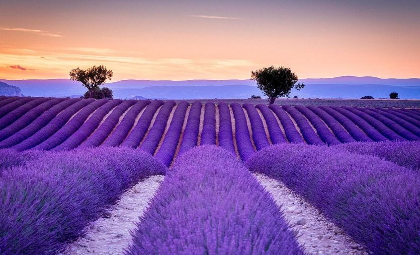 Best countries to visit in June from India June is the ideal time to visit Provence’s lavender fields