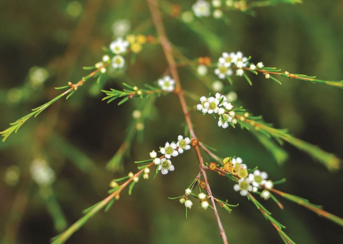 bai re con son hai duong Bãi rễ Côn Sơn Hải Dương