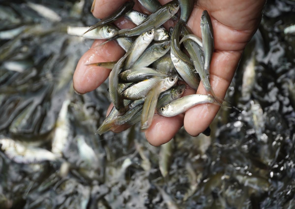 Cá dùng để làm mắm chua Tây Ninh