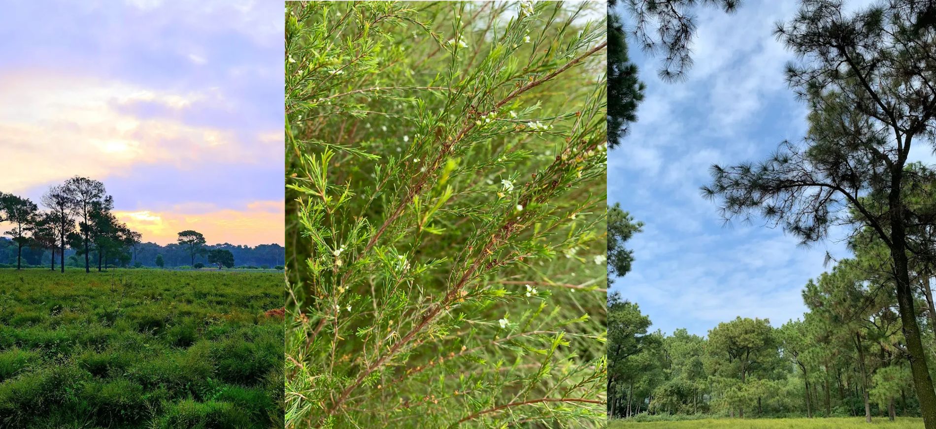 canh dong hoa re hai duong banner