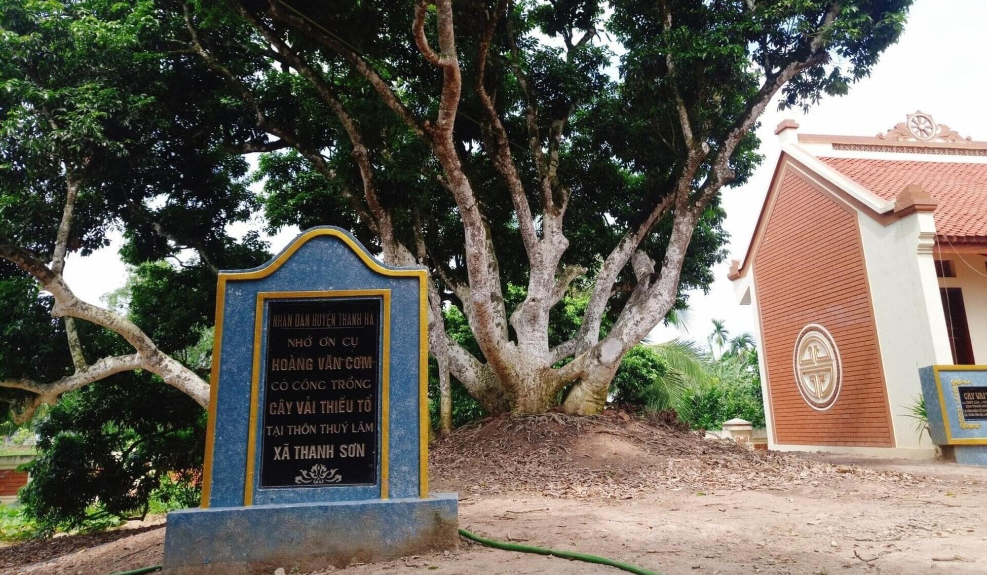 Cây vải tổ Thanh Hà