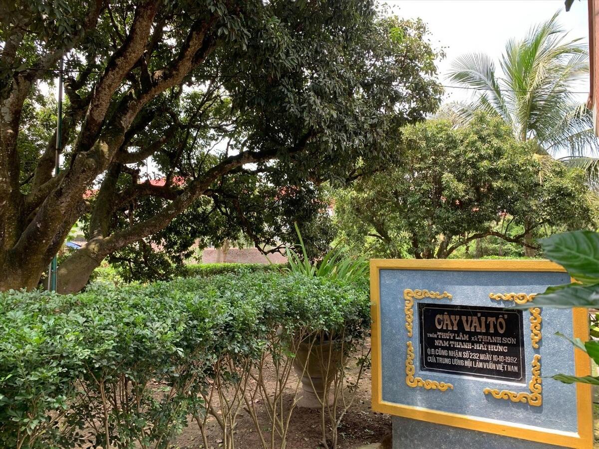 Cây vải tổ Thanh Hà cây vải tổ Thanh Hà