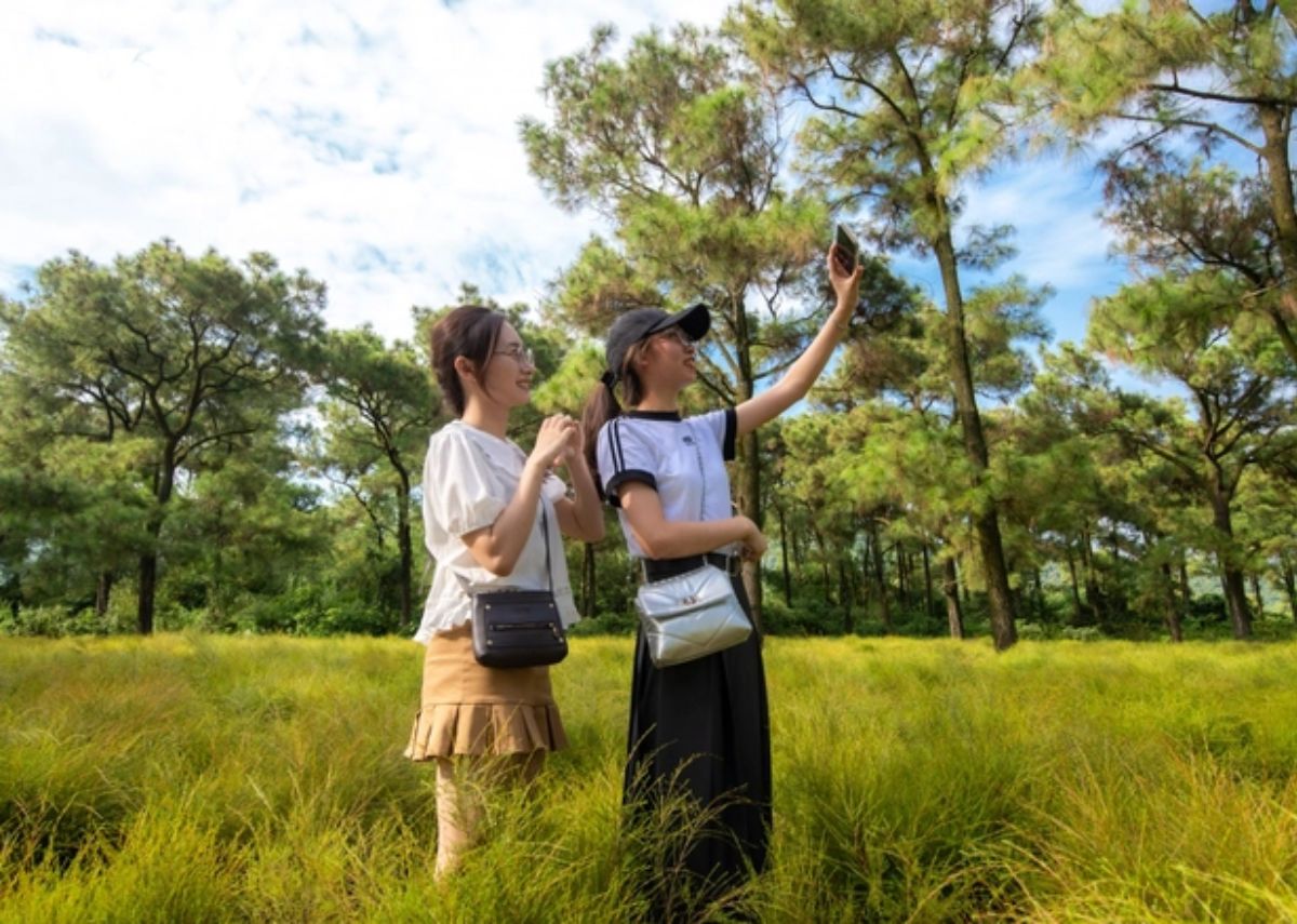 check in canh dong cay re hai duong Check-in cánh đồng cây rễ Hải Dương