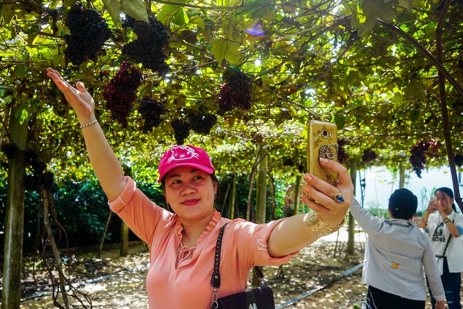 Check in vườn nho Tây Ninh