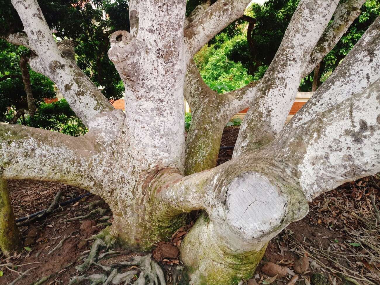 Cây vải tổ Thanh Hà chiêm ngưỡng cây vải tổ Thanh Hà