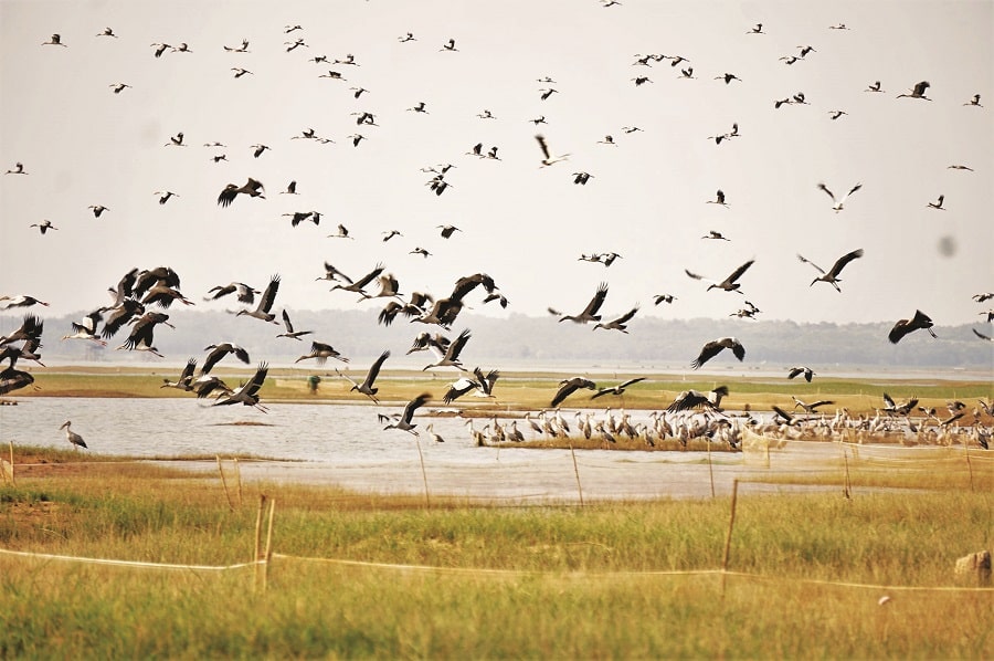 Chim trên đảo Nhím