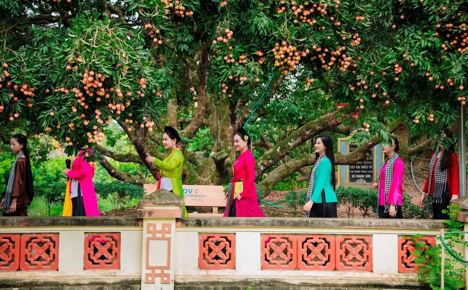 Cây vải tổ Thanh Hà chụp ảnh cùng cây vải tổ Thanh Hà