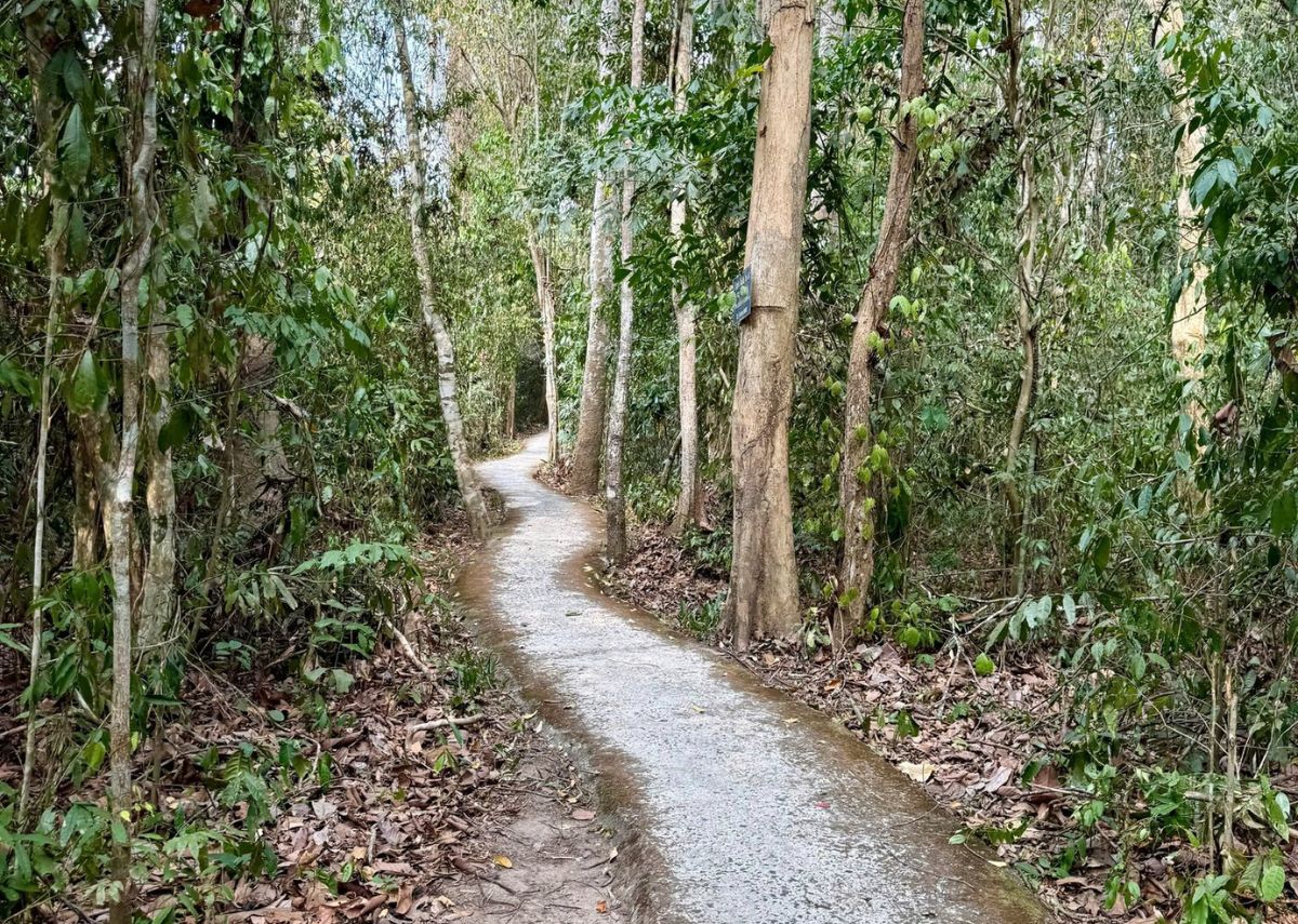 Rừng Chàng Riệc Cung đường xuyên rừng Chàng Riệc