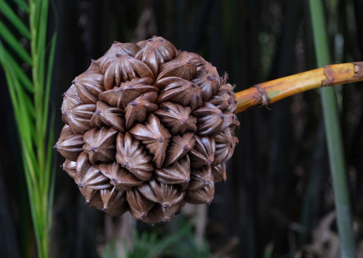 Đặc sản Cần Giờ dừa nước